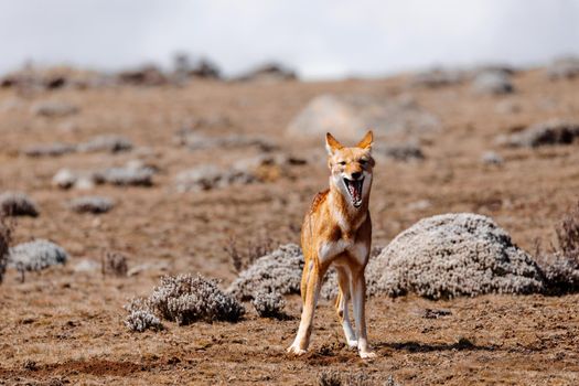 very rare endemic ethiopian wolf, Canis simensis, Sanetti Plateau in Bale mountains, Wolf hunting Big-headed African mole-rat. Africa Ethiopian wildlife. Only about 440 wolfs survived in Ethiopia