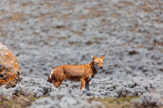 very rare endemic ethiopian wolf, Canis simensis, Sanetti Plateau in Bale mountains, Wolf hunting Big-headed African mole-rat. Africa Ethiopian wildlife. Only about 440 wolfs survived in Ethiopia