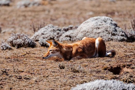 very rare endemic ethiopian wolf, Canis simensis, Sanetti Plateau in Bale mountains, Wolf hunting Big-headed African mole-rat. Africa Ethiopian wildlife. Only about 440 wolfs survived in Ethiopia