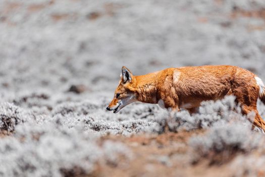 very rare endemic ethiopian wolf, Canis simensis, Sanetti Plateau in Bale mountains, Wolf hunting Big-headed African mole-rat. Africa Ethiopian wildlife. Only about 440 wolfs survived in Ethiopia