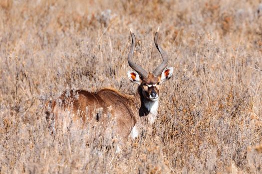 majestic male of endemic very rare Mountain nyala, Tragelaphus buxtoni, big antelope in natural habitat Bale mountain National Park, Ethiopia, Africa wildlife