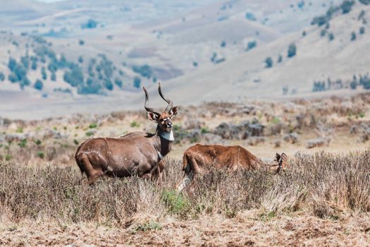 majestic male and female of endemic very rare Mountain nyala, Tragelaphus buxtoni, big antelope in natural habitat Bale mountain National Park, Ethiopia, Africa wildlife