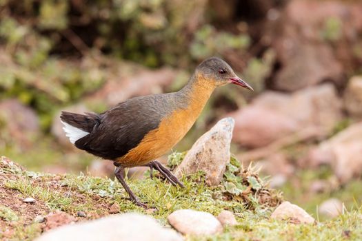 bird Rouget's Rail (Rougetius rougetii), Bale mountains national park, Ethiopia, Africa wildlife