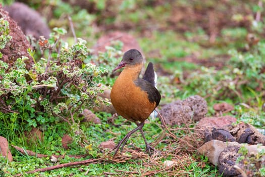 bird Rouget's Rail (Rougetius rougetii), Bale mountains national park, Ethiopia, Africa wildlife