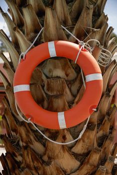 Life Ring Buoy Hanging on A Palm Tree.