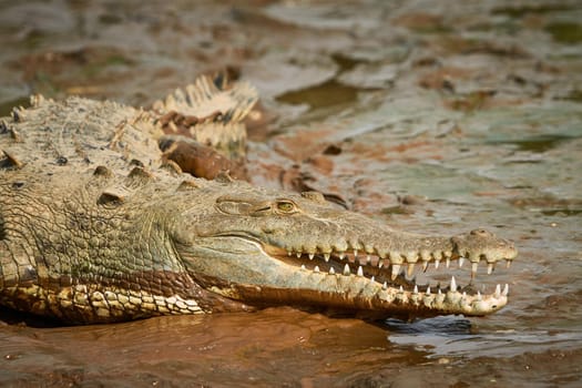 Crocodile with open mouth laying in the mud at the edge of river