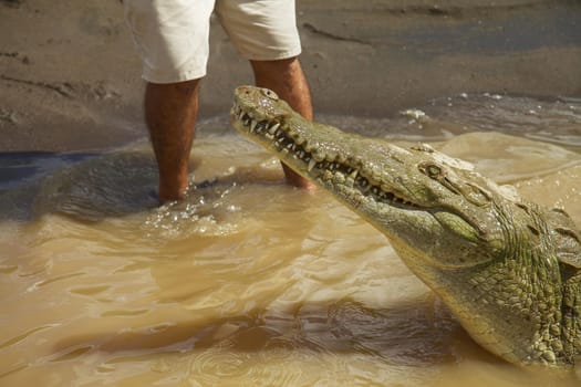 Detail of crocodile with human legs in the background. Interaction between wild and dangerous animal and human.