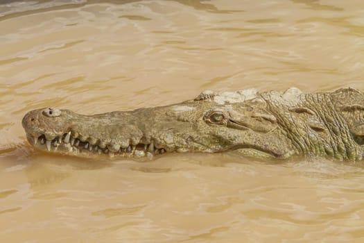 Detail of crocodile's head. Horizontal image with close up of crocodiles teeth and eye above the surface of river