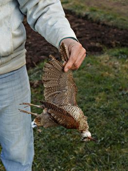 Man holds wild bird by wing in motley color. Hunter mining.