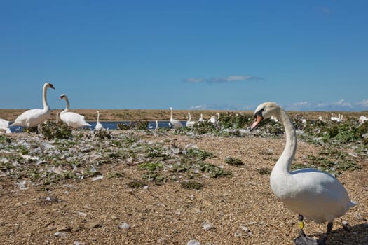 DORSET, ABBOTSBURY, UK - AUGUST 15, 2017: Flock of swans during feeding time at Abbotsbury swannery in Dorset, United Kingdom.