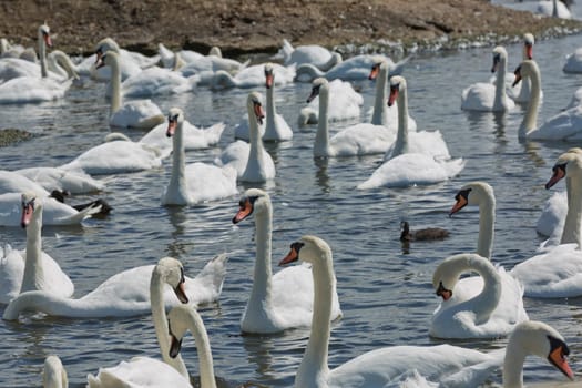 DORSET, ABBOTSBURY, UK - AUGUST 15, 2017: Flock of swans during feeding time at Abbotsbury swannery in Dorset, United Kingdom.