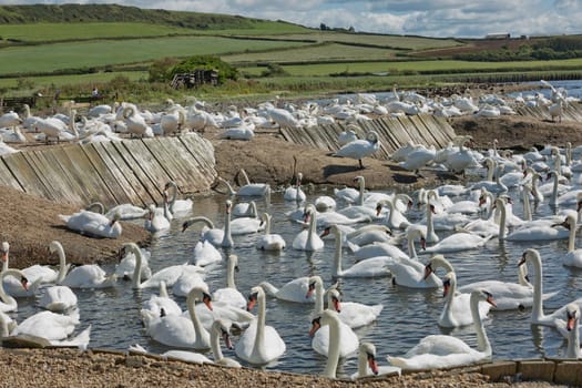 DORSET, ABBOTSBURY, UK - AUGUST 15, 2017: Flock of swans during feeding time at Abbotsbury swannery in Dorset, United Kingdom.