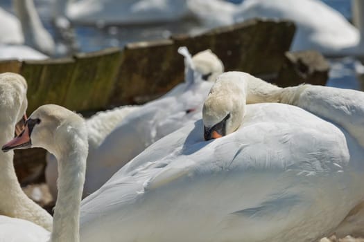 DORSET, ABBOTSBURY, UK - AUGUST 15, 2017: Flock of swans during feeding time at Abbotsbury swannery in Dorset, United Kingdom.