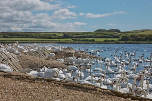 DORSET, ABBOTSBURY, UK - AUGUST 15, 2017: Flock of swans during feeding time at Abbotsbury swannery in Dorset, United Kingdom.