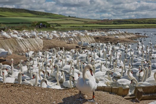 DORSET, ABBOTSBURY, UK - AUGUST 15, 2017: Flock of swans during feeding time at Abbotsbury swannery in Dorset, United Kingdom.