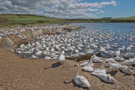 DORSET, ABBOTSBURY, UK - AUGUST 15, 2017: Flock of swans during feeding time at Abbotsbury swannery in Dorset, United Kingdom.