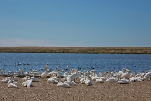 DORSET, ABBOTSBURY, UK - AUGUST 15, 2017: Flock of swans during feeding time at Abbotsbury swannery in Dorset, United Kingdom.