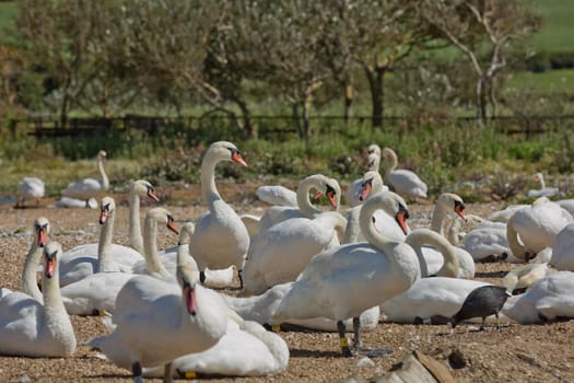 DORSET, ABBOTSBURY, UK - AUGUST 15, 2017: Flock of swans during feeding time at Abbotsbury swannery in Dorset, United Kingdom.