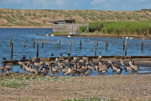 DORSET, ABBOTSBURY, UK - AUGUST 15, 2017: Flock of swans during feeding time at Abbotsbury swannery in Dorset, United Kingdom.