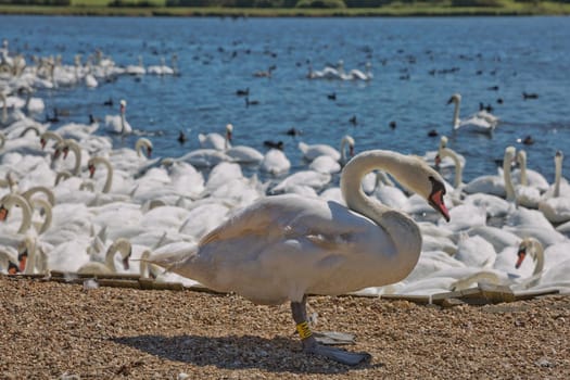 DORSET, ABBOTSBURY, UK - AUGUST 15, 2017: Flock of swans during feeding time at Abbotsbury swannery in Dorset, United Kingdom.