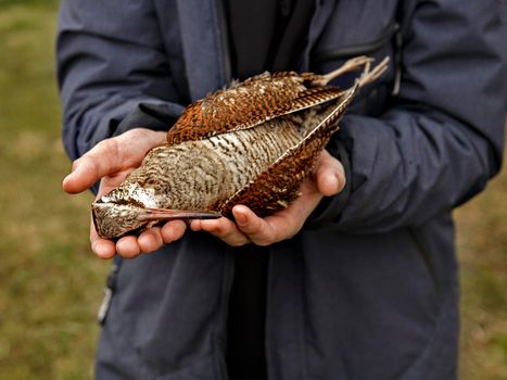 Man holds dead wild bird with colorful plumage. Hunter's prey.