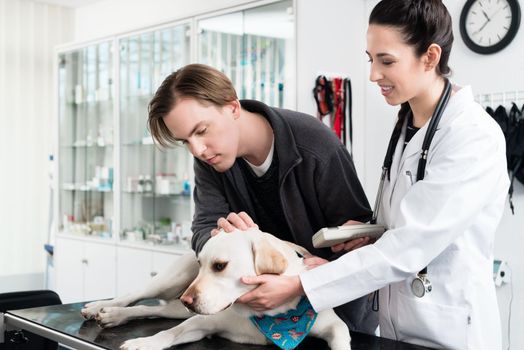 Young female veterinarian examining dog in hospital