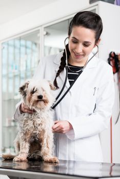 Female vet specialist examining sick dog in clinic