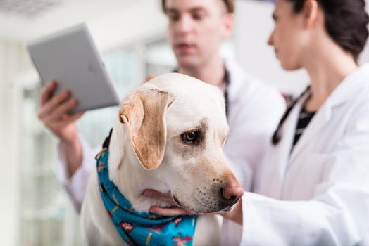 Close-up of a sick dog in clinic for check-up