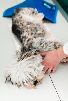 Veterinary holding yorkshire terrier in clinic for check-up