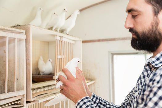 A man holding a pigeon in a pigeon loft on his hand