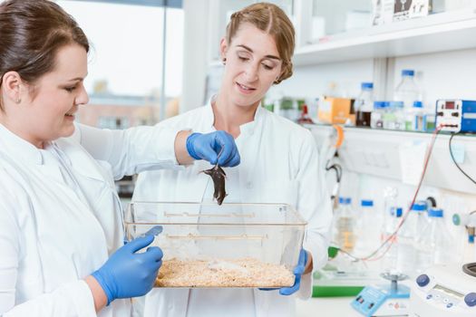 Two female researchers holding a lab rat for experimentation