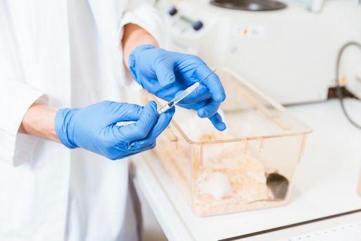Closeup of young female scientist hand holding and using syringe on laboratory rat