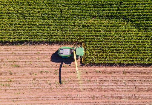 Harvester on the field cutting corn, aerial shot straight down