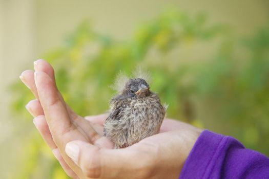 Little Bird Resting in the Girl's Hand.