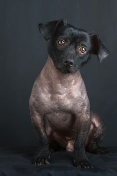 Portrait of Mixed Peruvian Dog with Tilted Head and Sad Look on Black Background.
