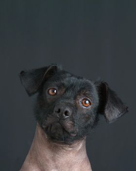 Portrait of Mixed Peruvian Puppy Dog with Text Space.