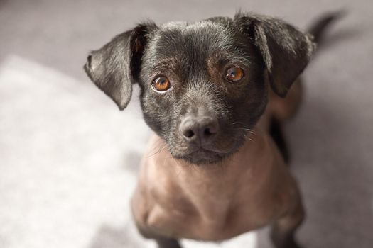 Puppy of Mixed Peruvian Dog Looking Straight to the Camera. Photograph Taken from High View Point