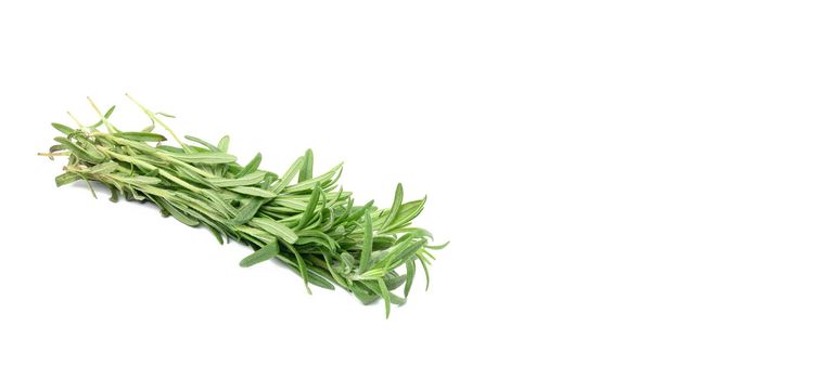 fresh sprig of rosemary with green leaves isolated on white background, fragrant seasoning, cope space