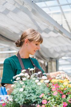Commercial gardener woman taking care of her potted flowers and plants