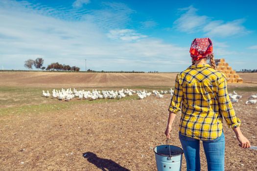 Farmer with her geese on a poultry farm in the country