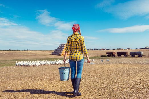 Farmer with her geese on a poultry farm in the country