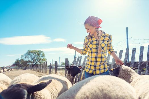 Farmer feeding her sheep on the farm in the country