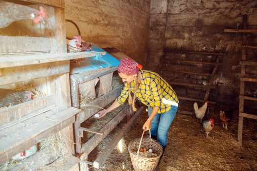 Wide shot of famer woman in the henhouse collecting organic eggs