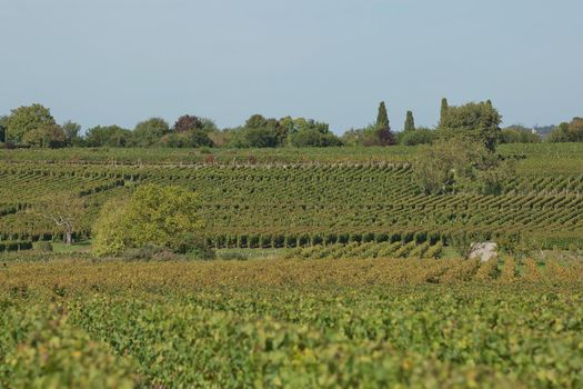 Grapes in the vineyard in the south of France in the Provence.