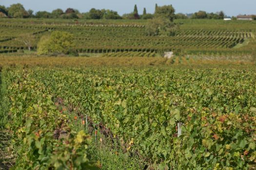 Grapes in the vineyard in the south of France in the Provence.