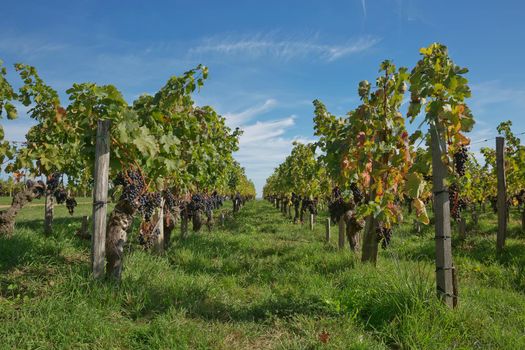 Grapes in the vineyard in the south of France in the Provence.