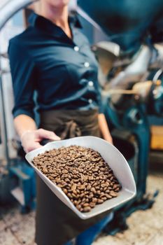 Barista woman with a sample of freshly roasted coffee beans in a little shovel