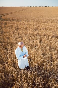 Scientist doing field test of new GMO grain for better yield, shot from above