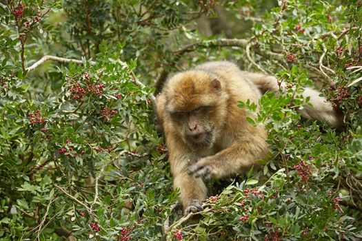 The Barbary Macaque monkeys of Gibraltar. The only wild monkey population on the European Continent. At present there are 300+ individuals in 5 troops occupying the Gibraltar nature reserve.
It is one of the most famous attractions of the British overseas territory.