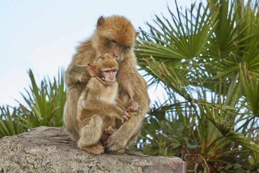 The Barbary Macaque monkeys of Gibraltar. The only wild monkey population on the European Continent. At present there are 300+ individuals in 5 troops occupying the Gibraltar nature reserve.
It is one of the most famous attractions of the British overseas territory.